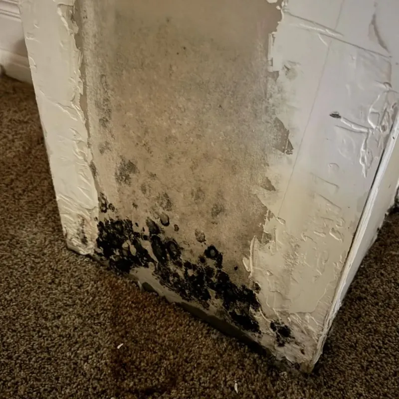 Professional Mold Removal in Kenansville, NC